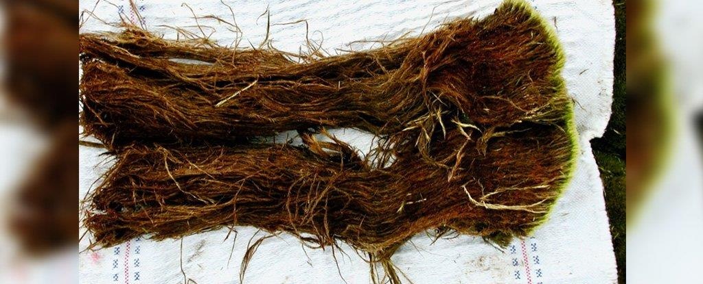 Giun tròn hồi sinh khi băng tan ảnh 1 Giun tron hoi sinh khi bang tan anh 1