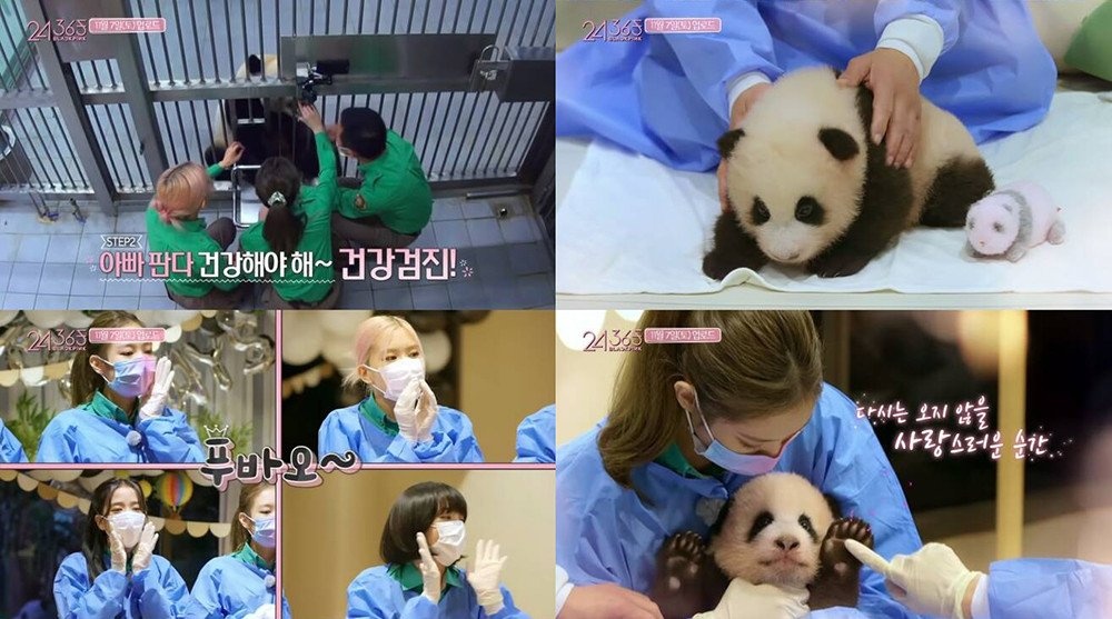 Black Pink bi chi trich vi vui choi voi gau truc sai cach anh 1