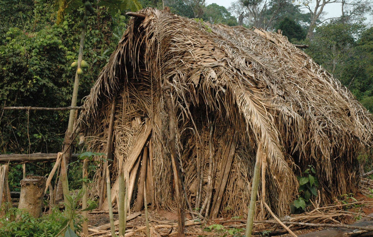 Bo lac vo danh Brazil,  Amazon anh 2