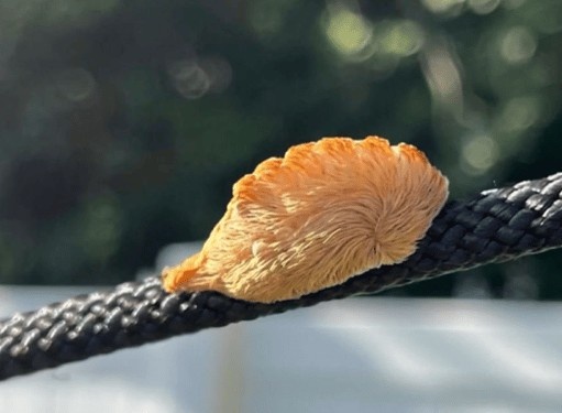 Florida canh bao toan bang ve sau buom co noc doc chua tung thay hinh anh