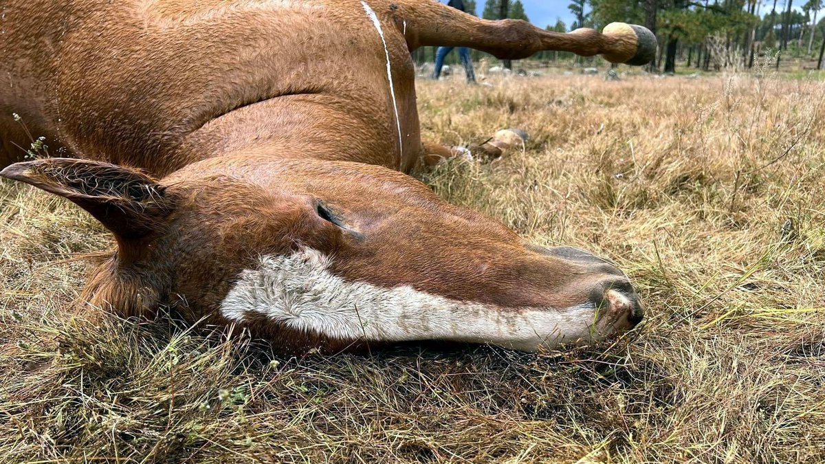 14 con ngua hoang bi ban chet bi an o My hinh anh