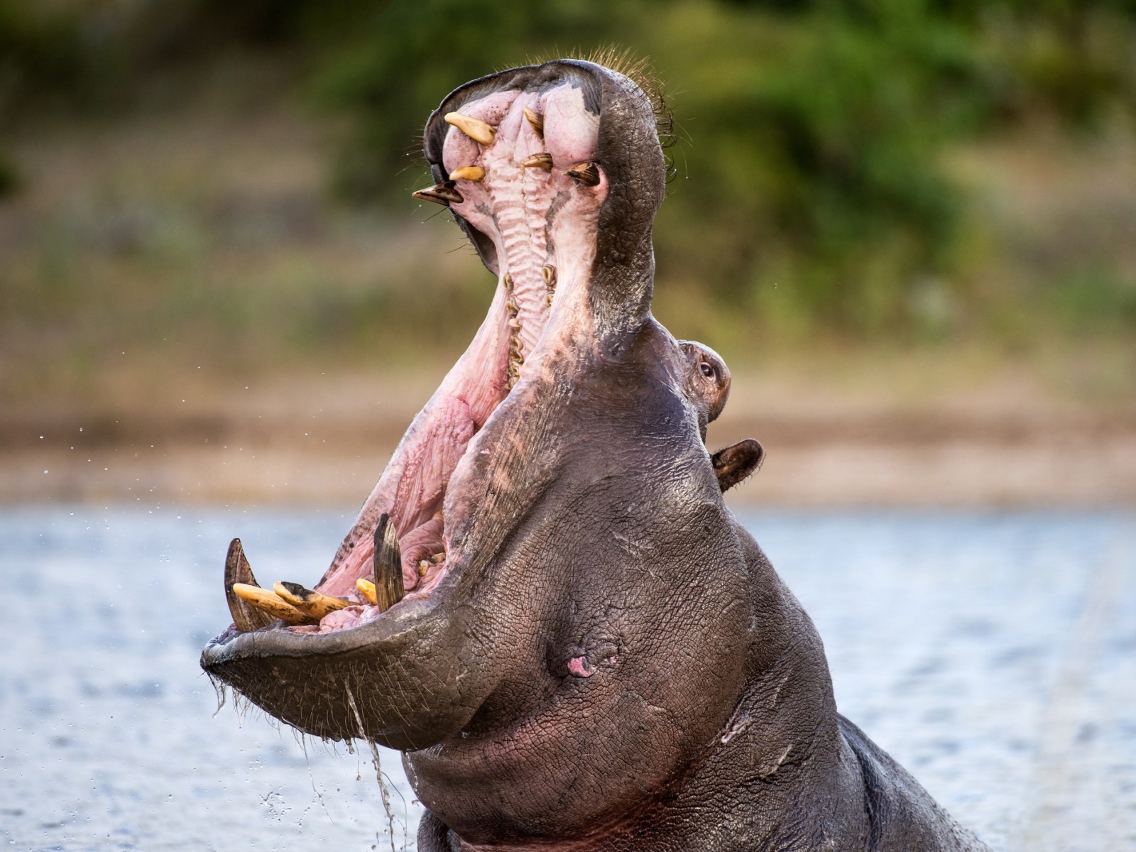 Be trai 2 tuoi suyt bi ha ma nuot chung o Uganda hinh anh