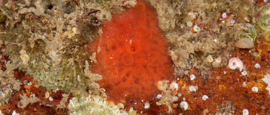 Phat hien hop chat chong Covid-19 trong bot bien hinh anh