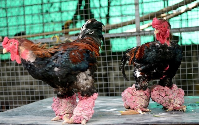 Chu nha bi can bo be khoa: 'Sao chi bat ga Dong Tao, de lai bo cau?' hinh anh