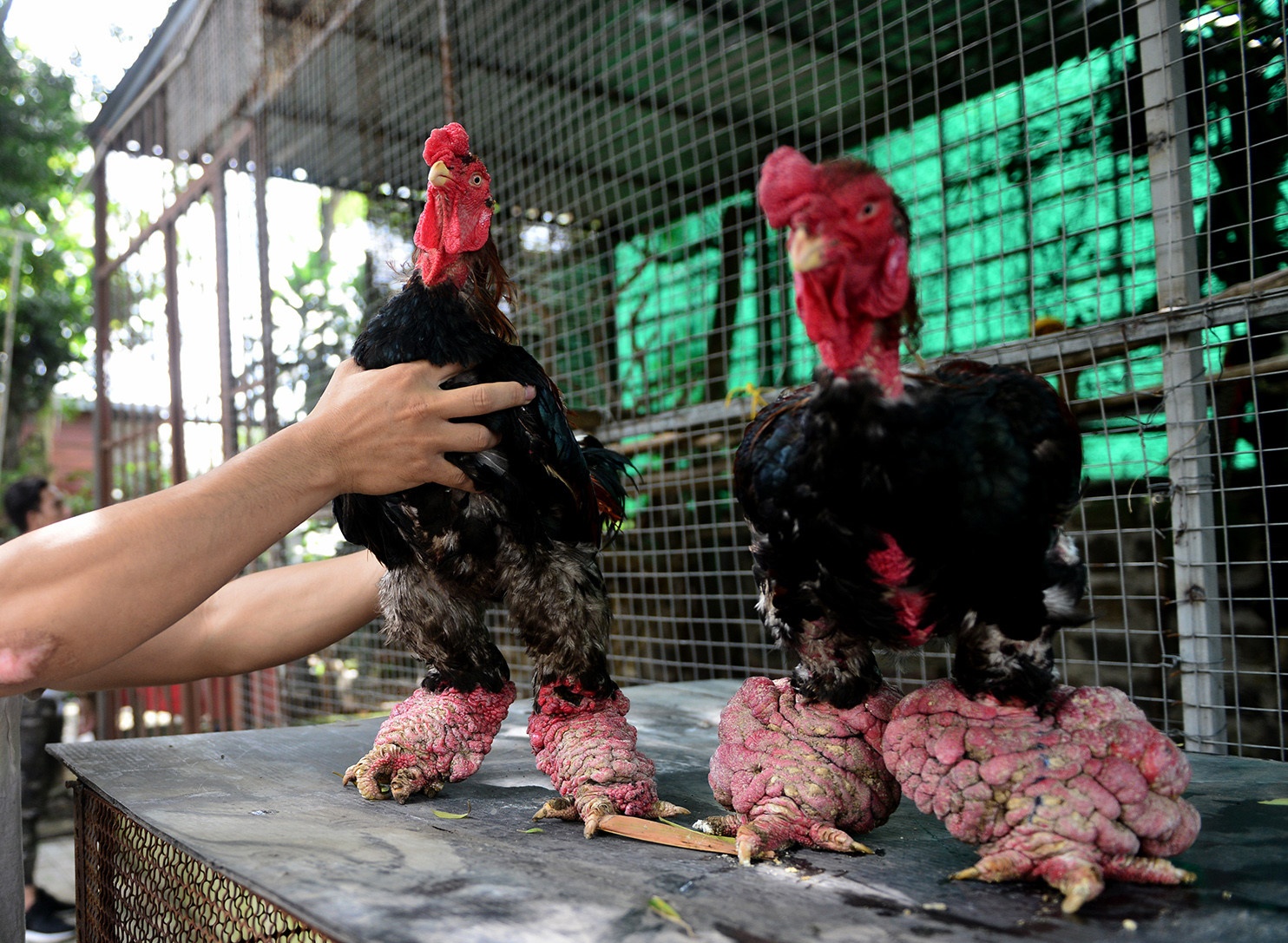 Chu tich phuong nhan sai vu can bo be khoa vao nha dan bat ga Dong Tao hinh anh