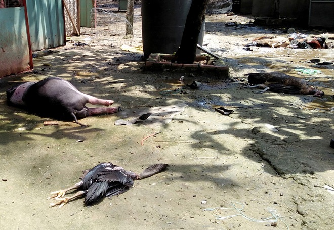 đề nghị thanh tra vụ rò rỉ khí amoniac ảnh 1 de nghi thanh tra vu ro ri khi amoniac anh 1