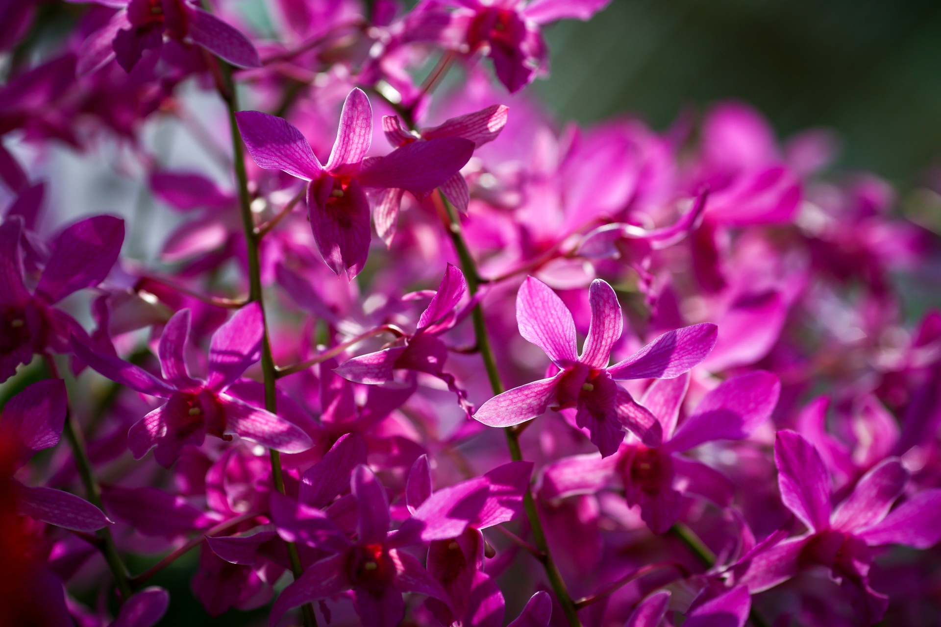 hoi hoa xuan tai anh 8