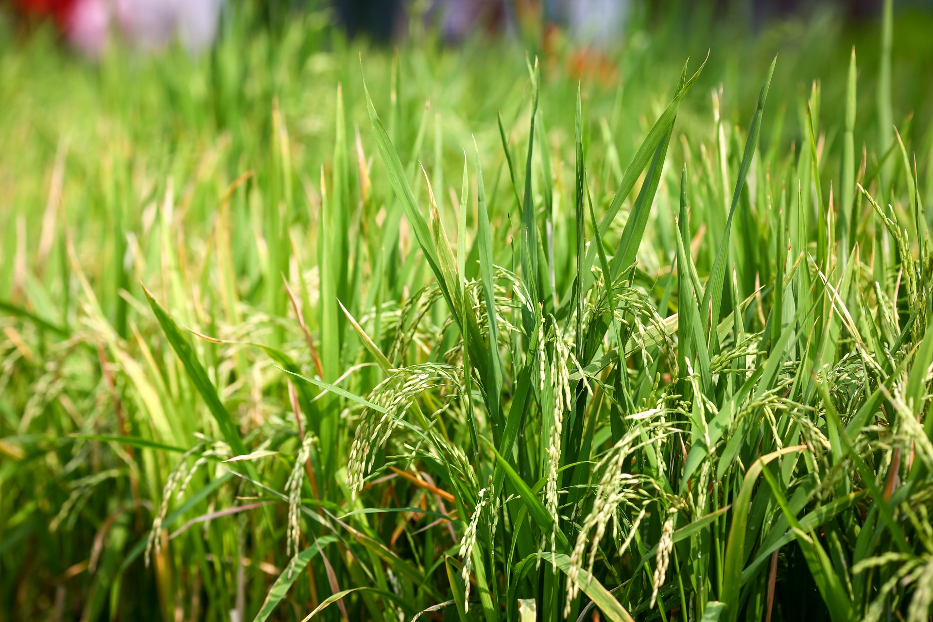 hoi hoa xuan tai anh 4