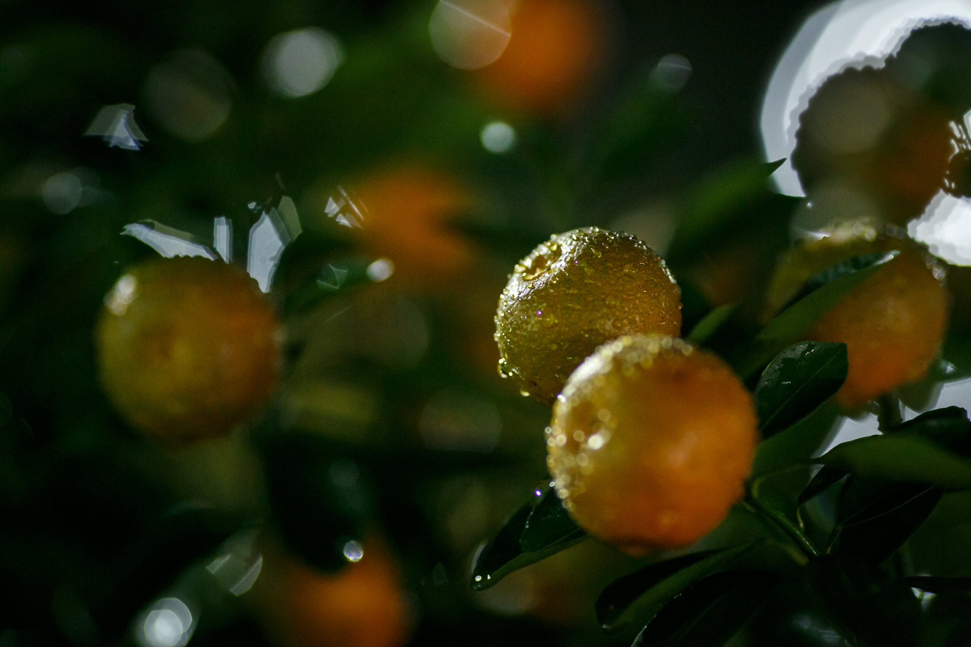 phia sau nhung chau hoa kieng ruc ro ngay Tet anh 17