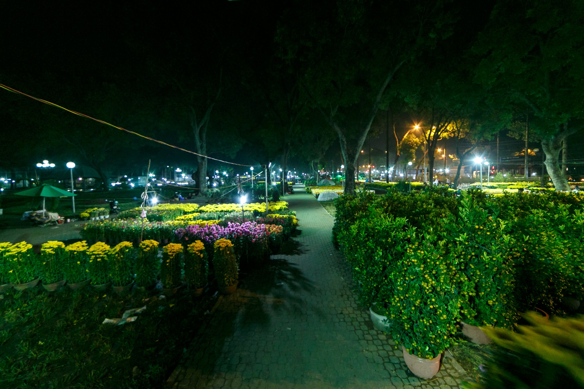 phia sau nhung chau hoa kieng ruc ro ngay Tet anh 3