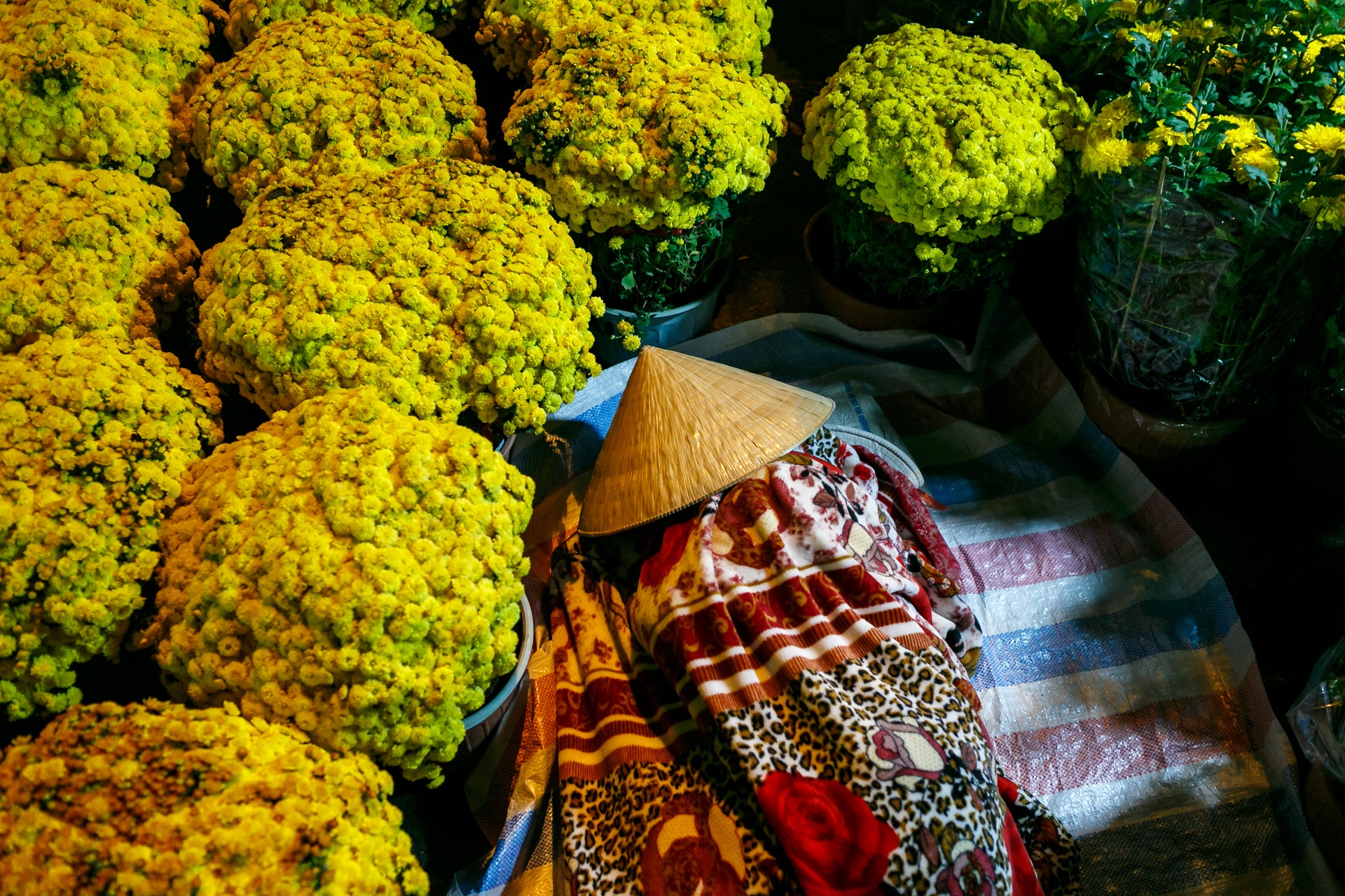 phia sau nhung chau hoa kieng ruc ro ngay Tet anh 33