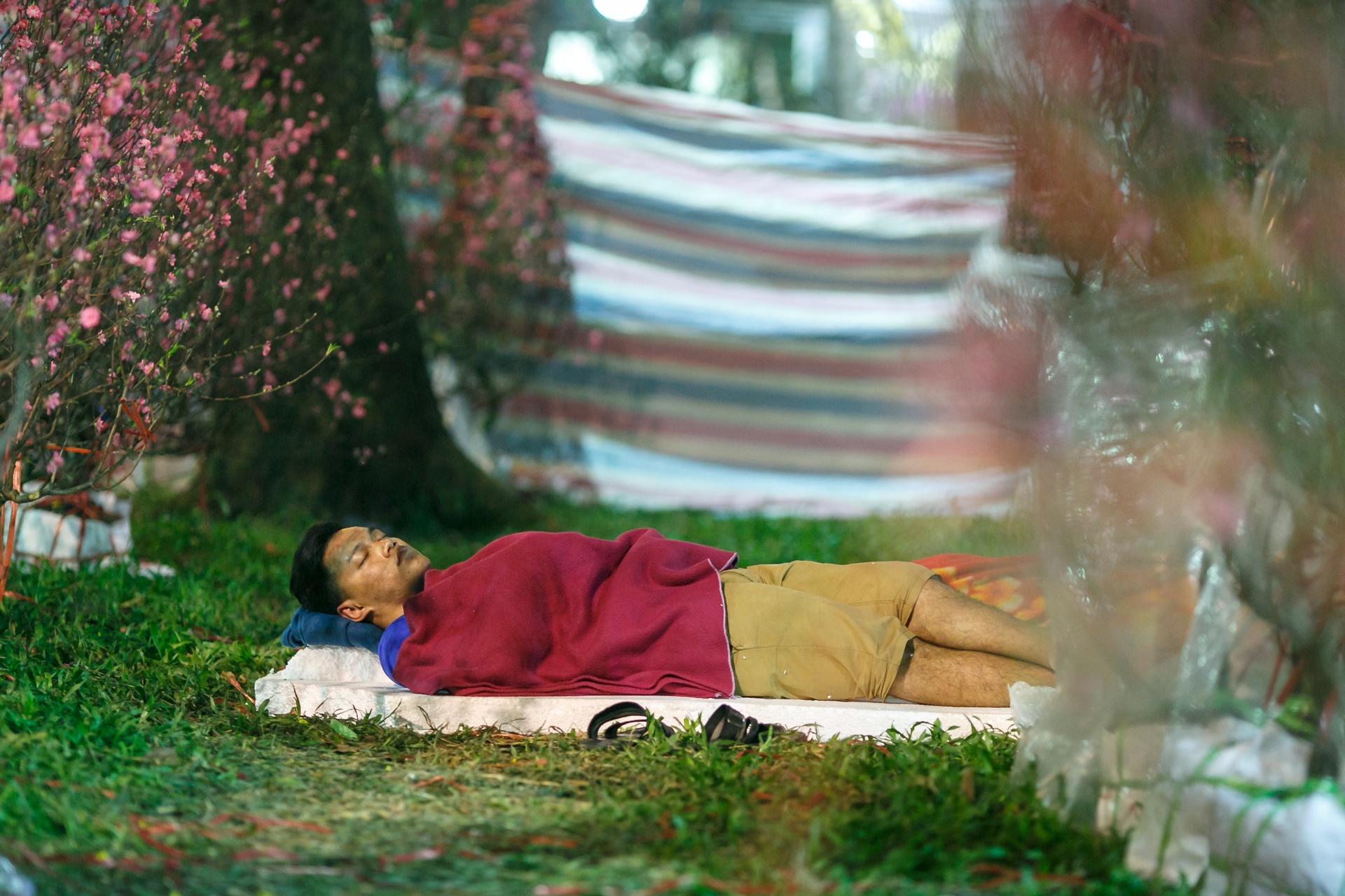 phia sau nhung chau hoa kieng ruc ro ngay Tet anh 35