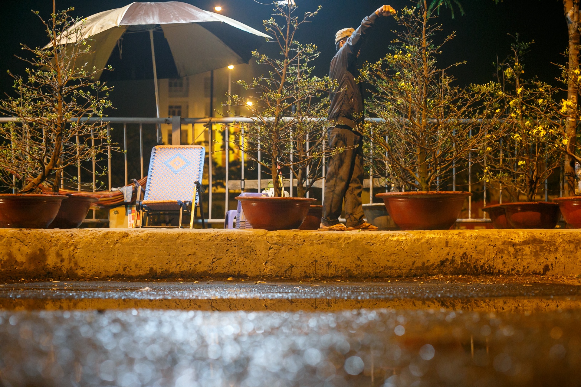 phia sau nhung chau hoa kieng ruc ro ngay Tet anh 39