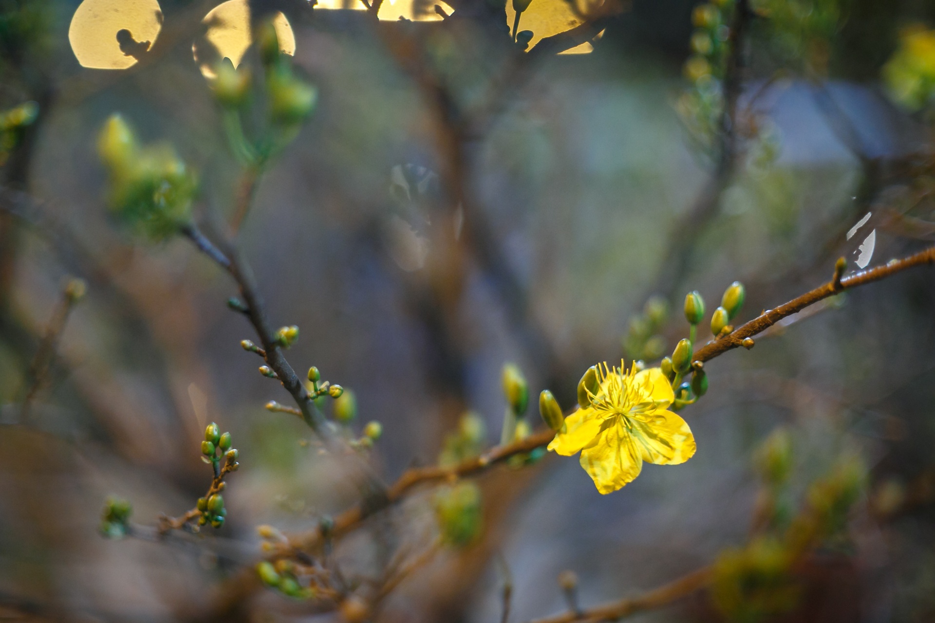 phia sau nhung chau hoa kieng ruc ro ngay Tet anh 14