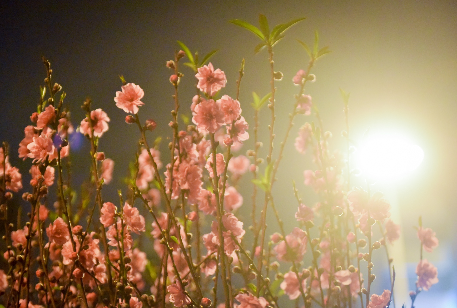 phia sau nhung chau hoa kieng ruc ro ngay Tet anh 9