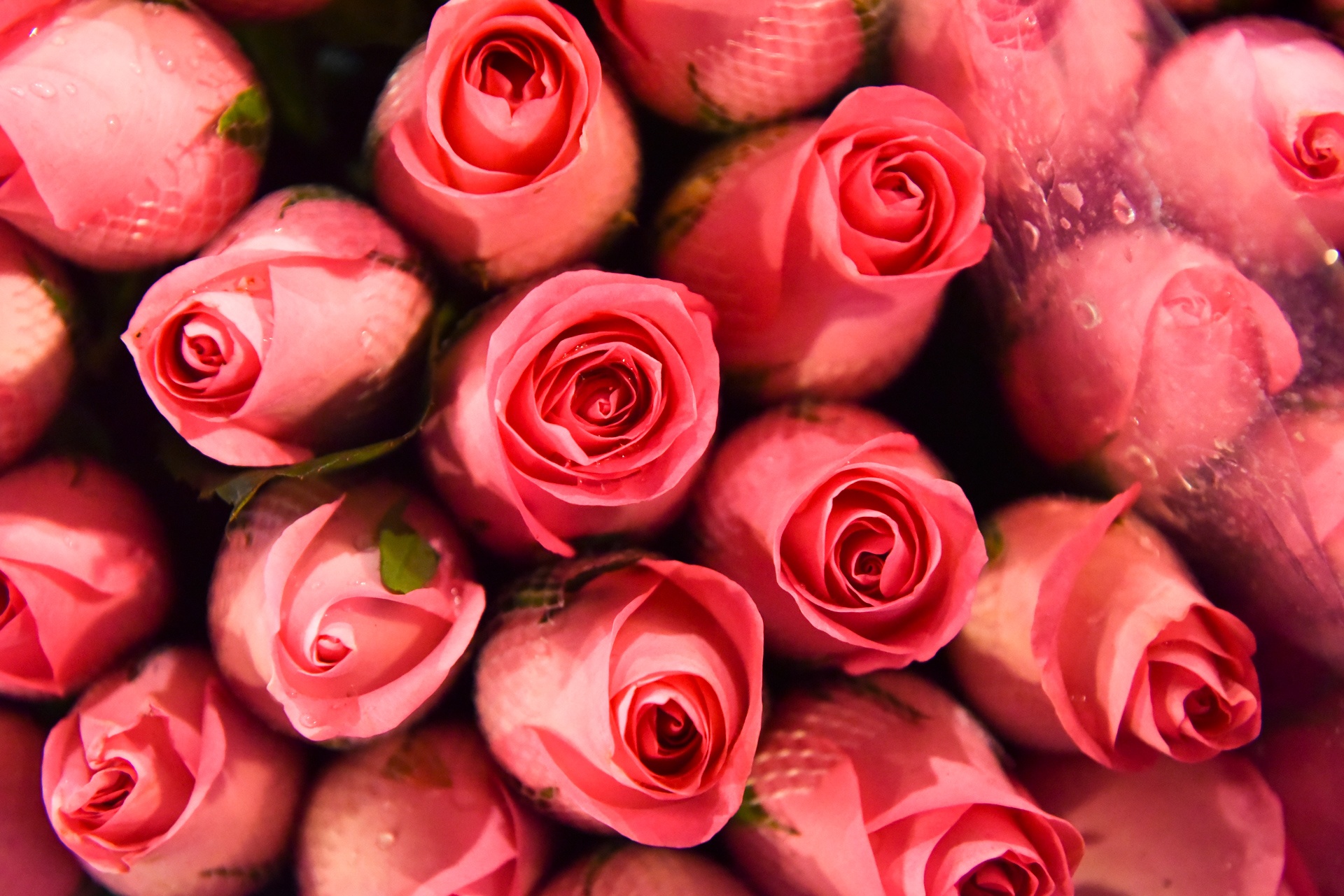 phia sau nhung chau hoa kieng ruc ro ngay Tet anh 10