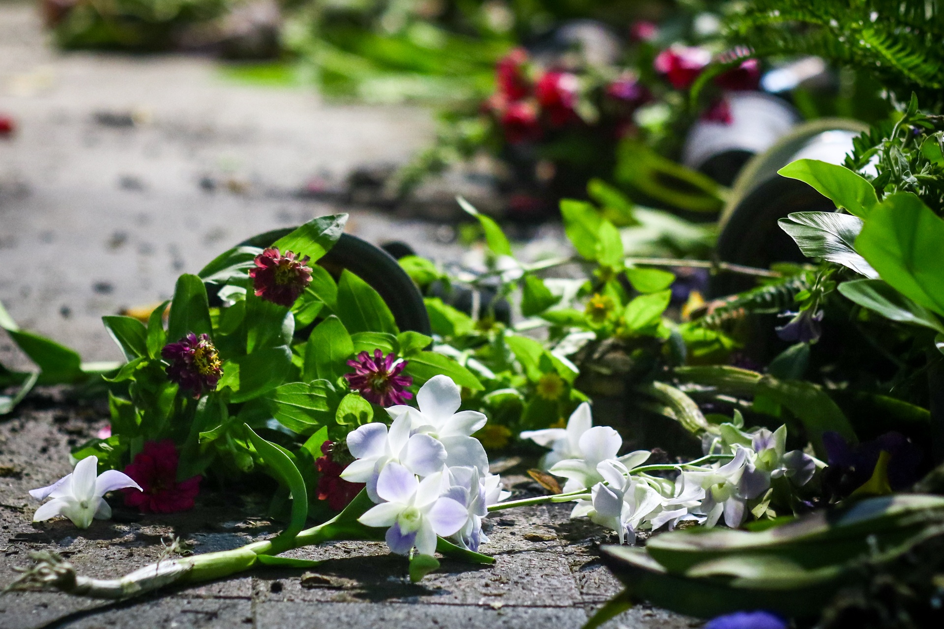 nuoi tiec hoa o duong hoa nguyen hue anh 10