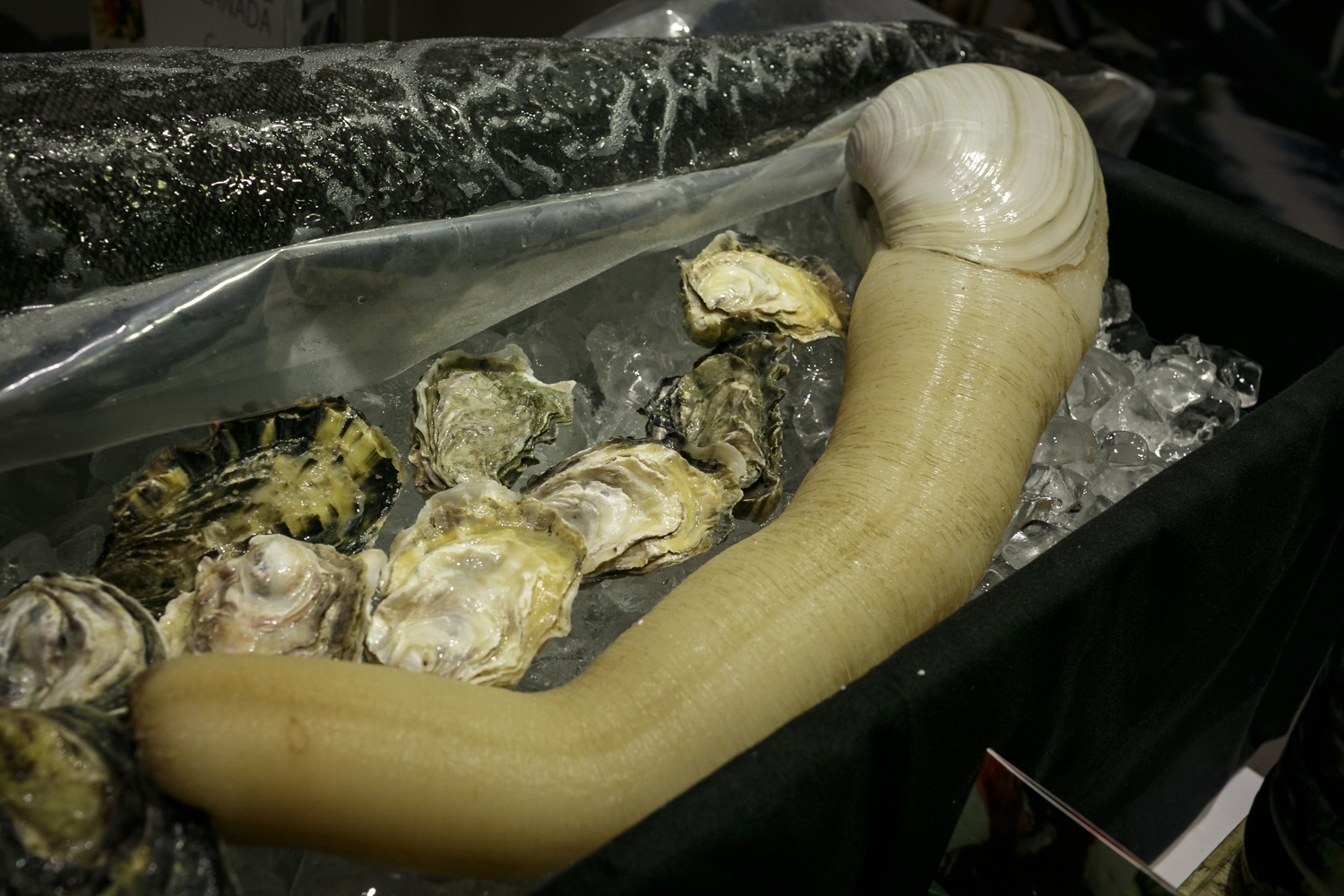 Tom hum, oc voi voi Canada den voi thuc khach Sai Gon hinh anh