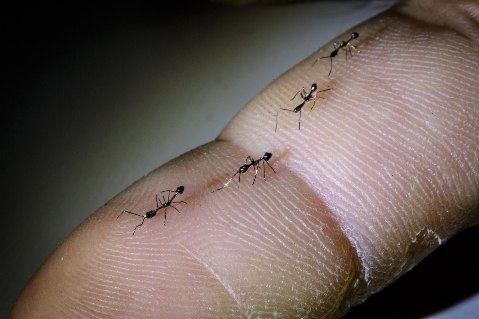 can canh nhung mo hinh sieu nho cua nghe nhan o sai gon anh 3