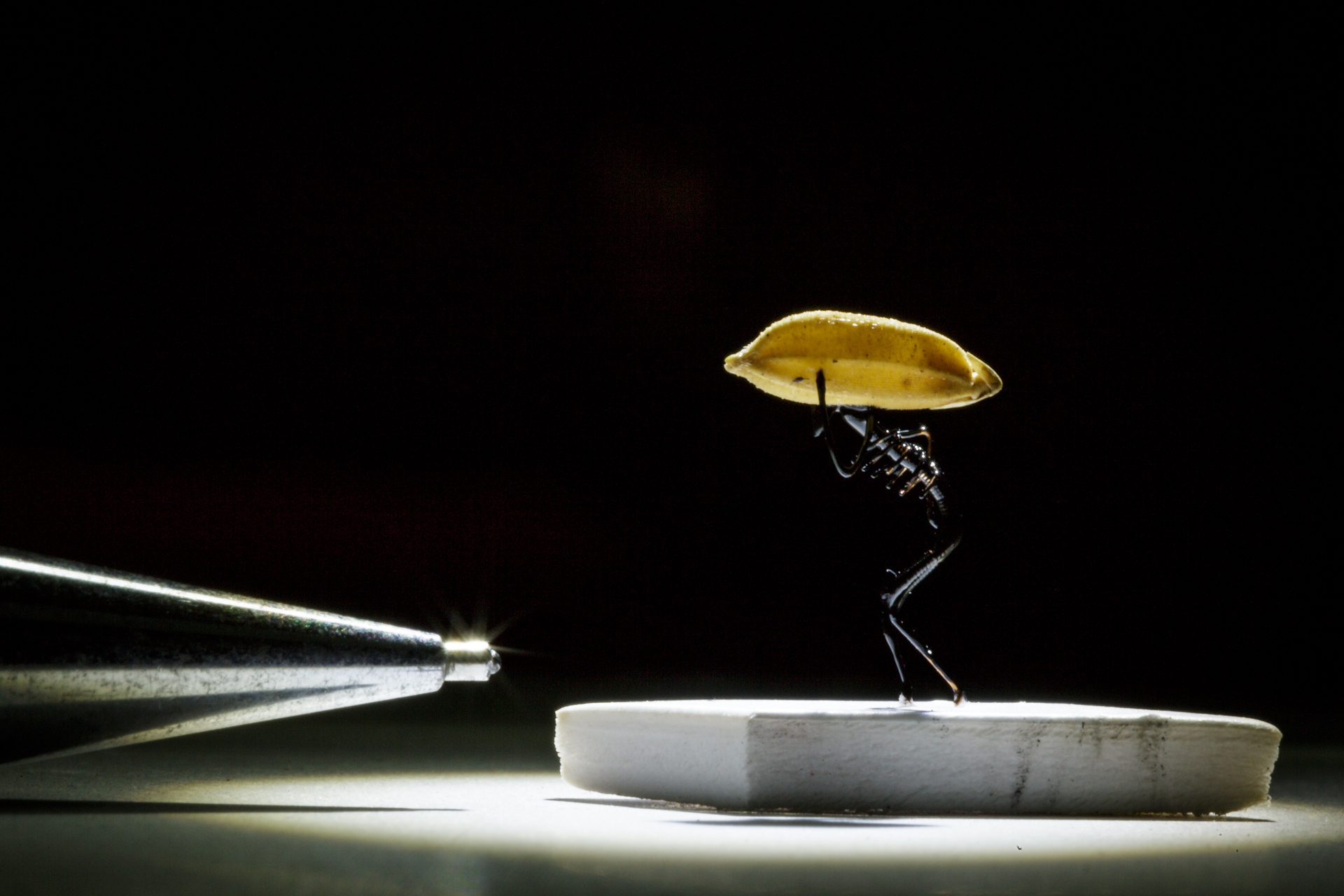 can canh nhung mo hinh sieu nho cua nghe nhan o sai gon anh 9