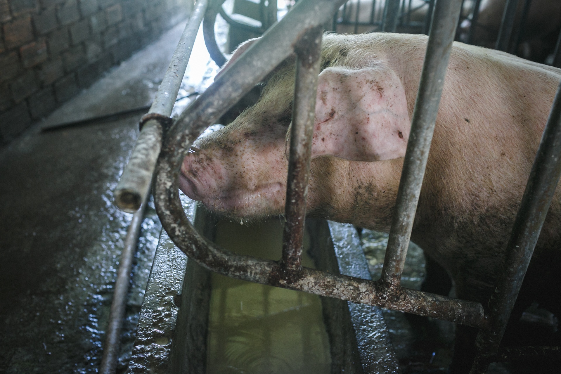 lang bot tram nam tuoi ben dong cuu long anh 36