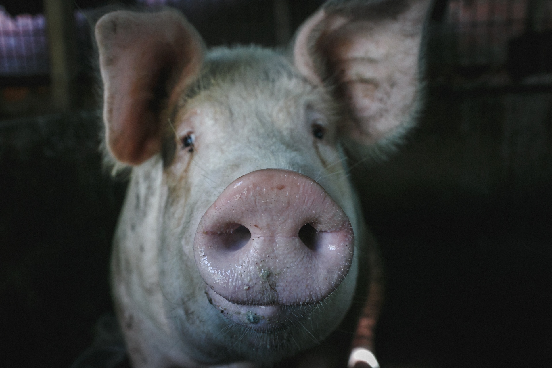 lang bot tram nam tuoi ben dong cuu long anh 38