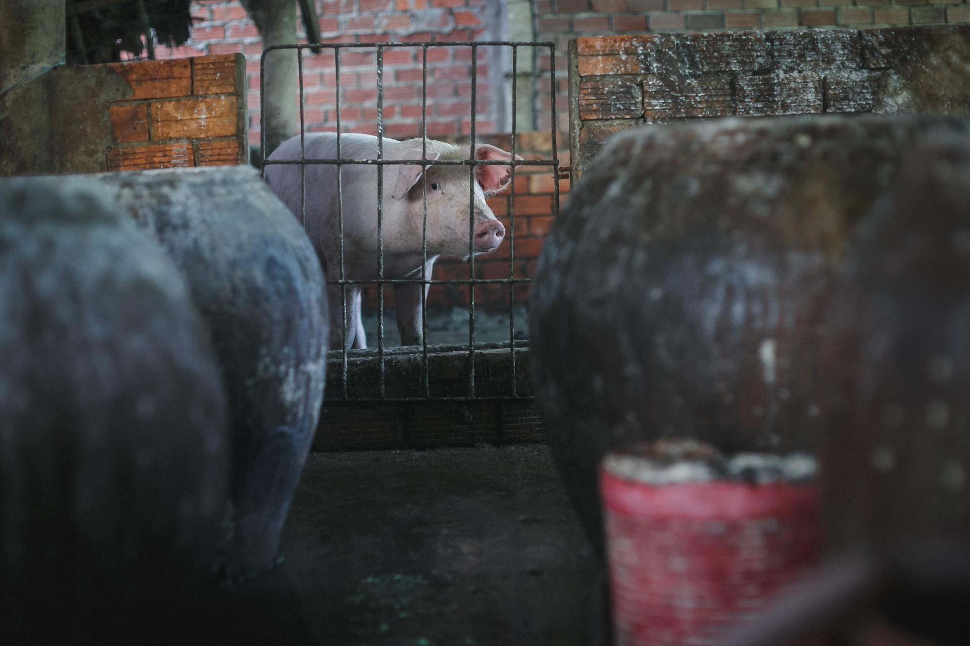 lang bot tram nam tuoi ben dong cuu long anh 37