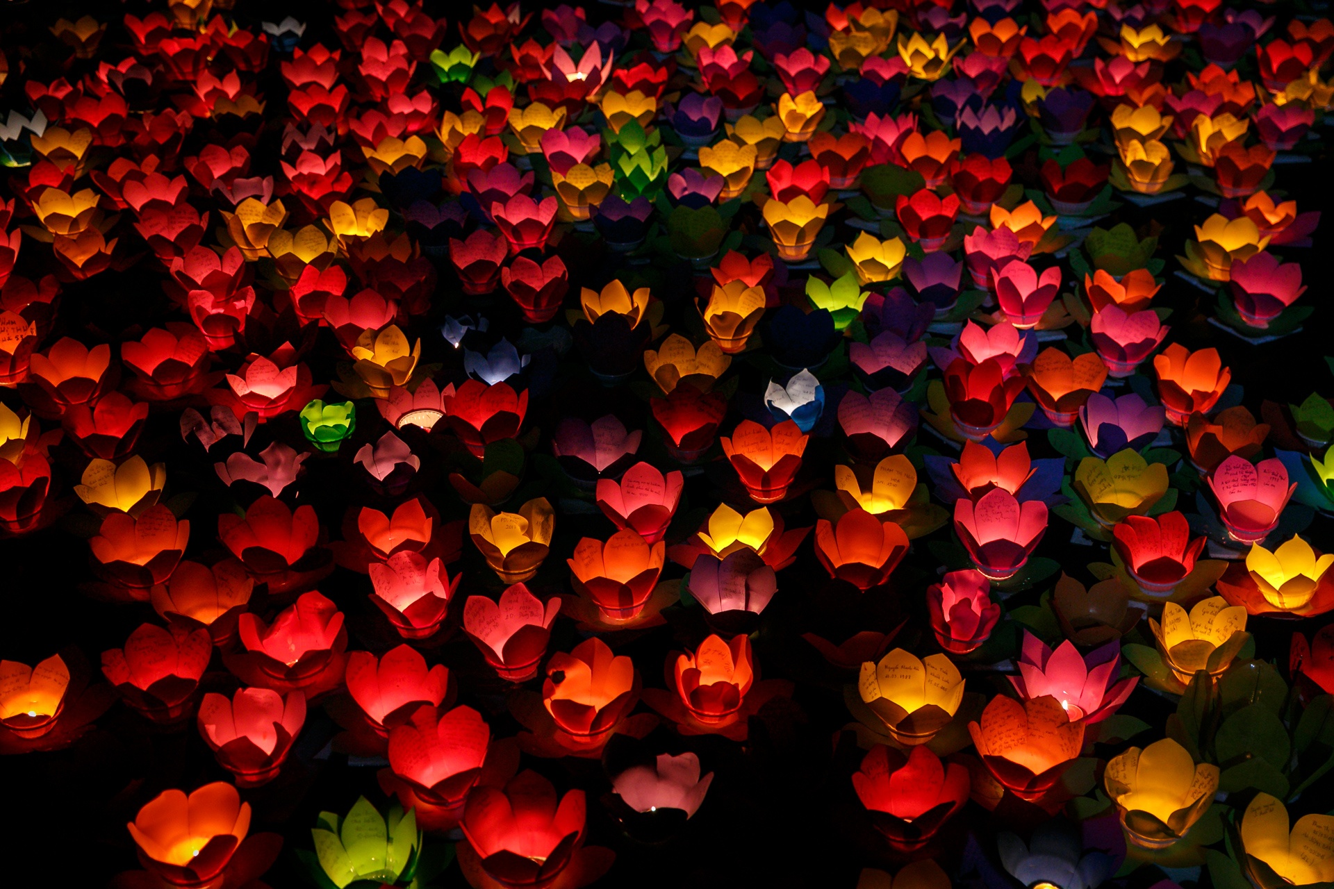 Hang nghin hoa dang lap lanh tren song Sai Gon hinh anh