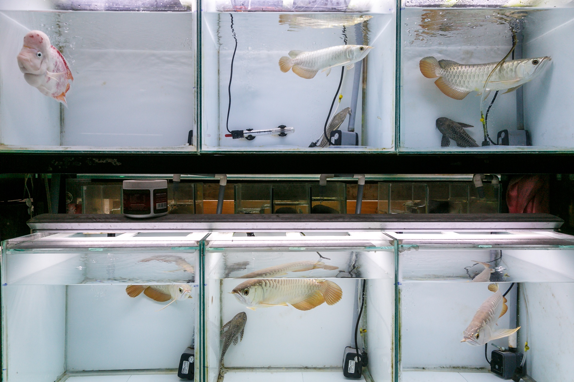 cho ca canh lau doi nhat sai gon anh 6