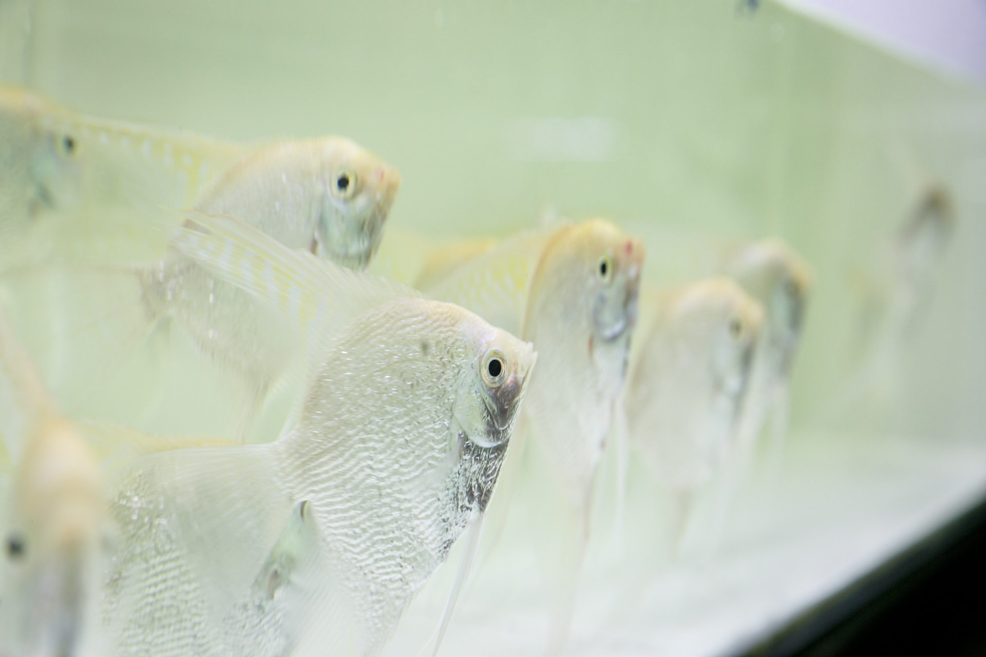 cho ca canh lau doi nhat sai gon anh 3