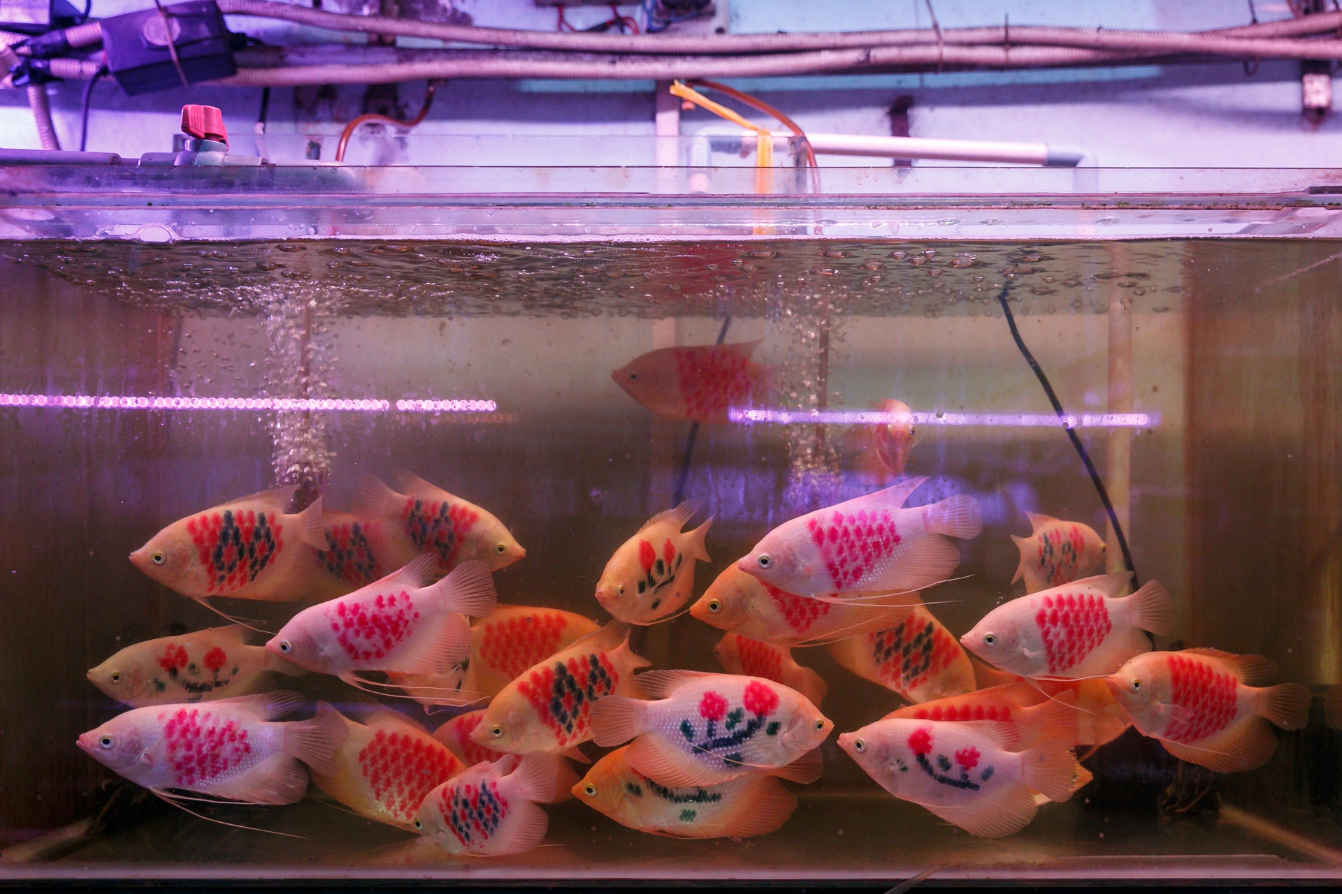 cho ca canh lau doi nhat sai gon anh 9