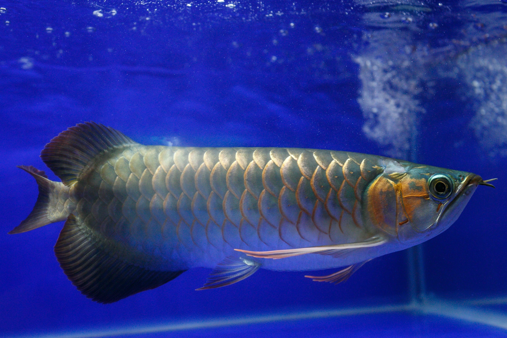 cho ca canh lau doi nhat sai gon anh 5