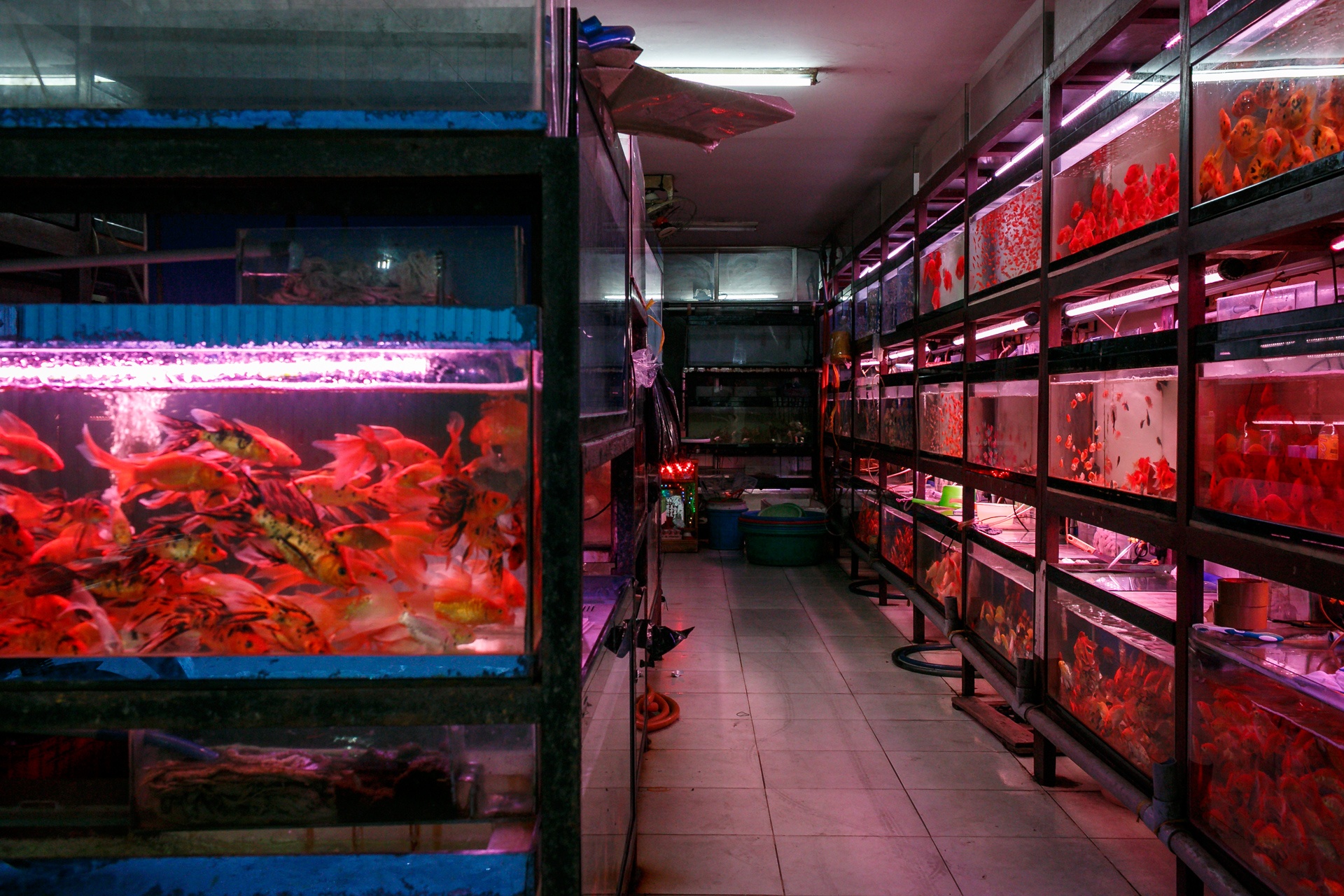 cho ca canh lau doi nhat sai gon anh 4