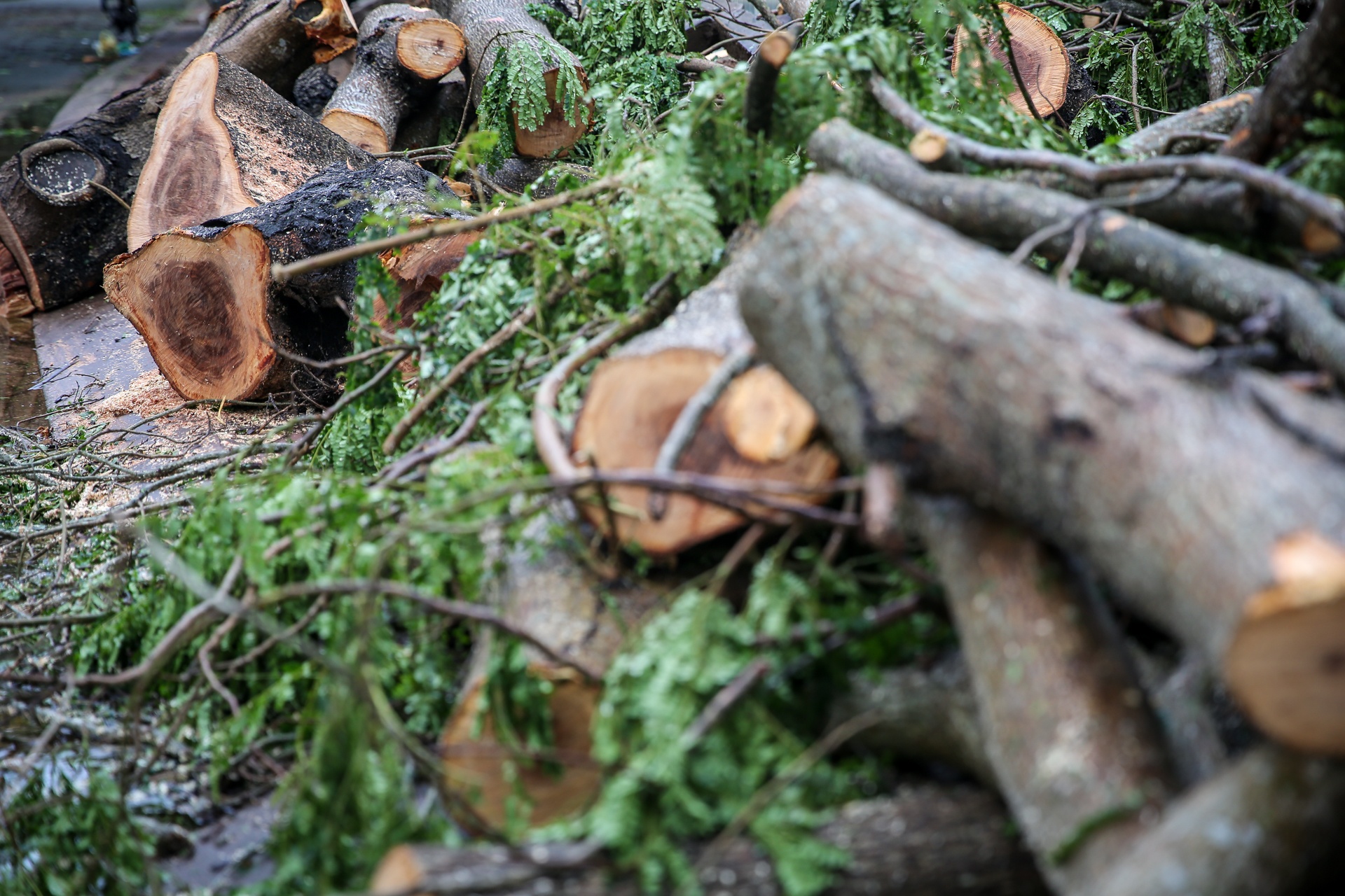 Can Gio tan hoang sau bao so 9 anh 7