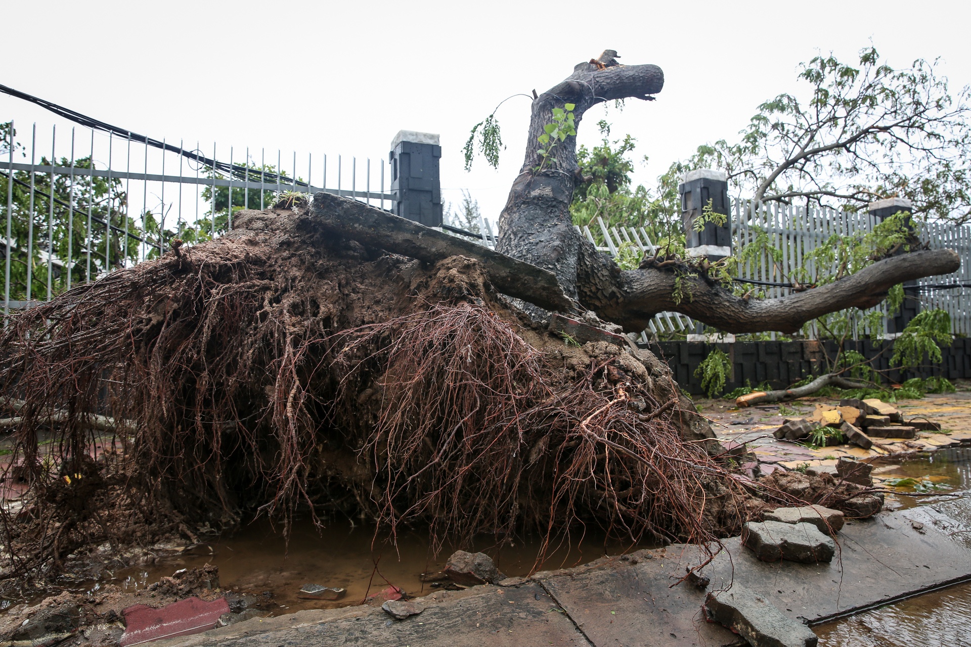 Can Gio tan hoang sau bao so 9 anh 2