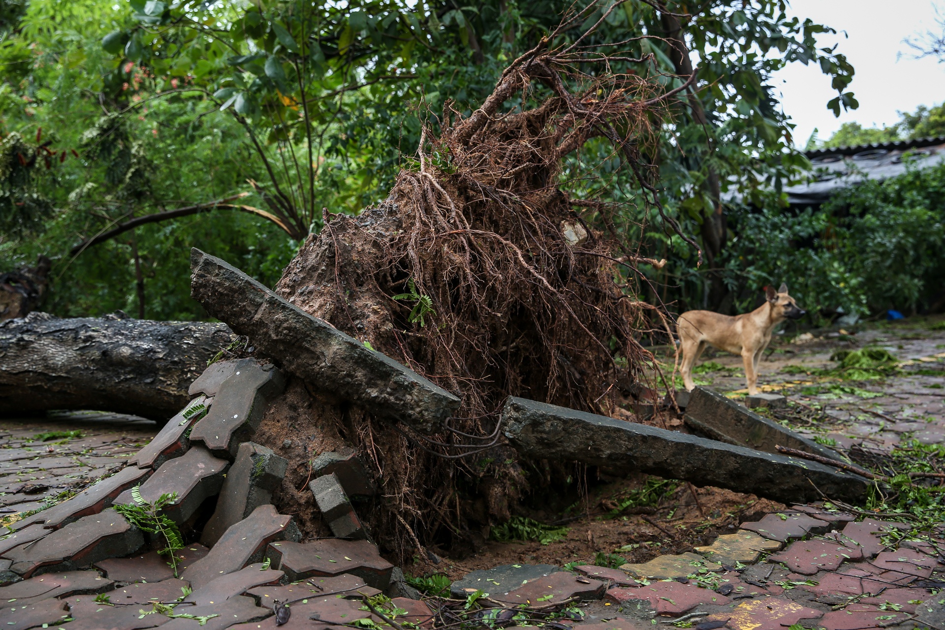Canh tan hoang tren duong pho Can Gio sau bao so 9 hinh anh
