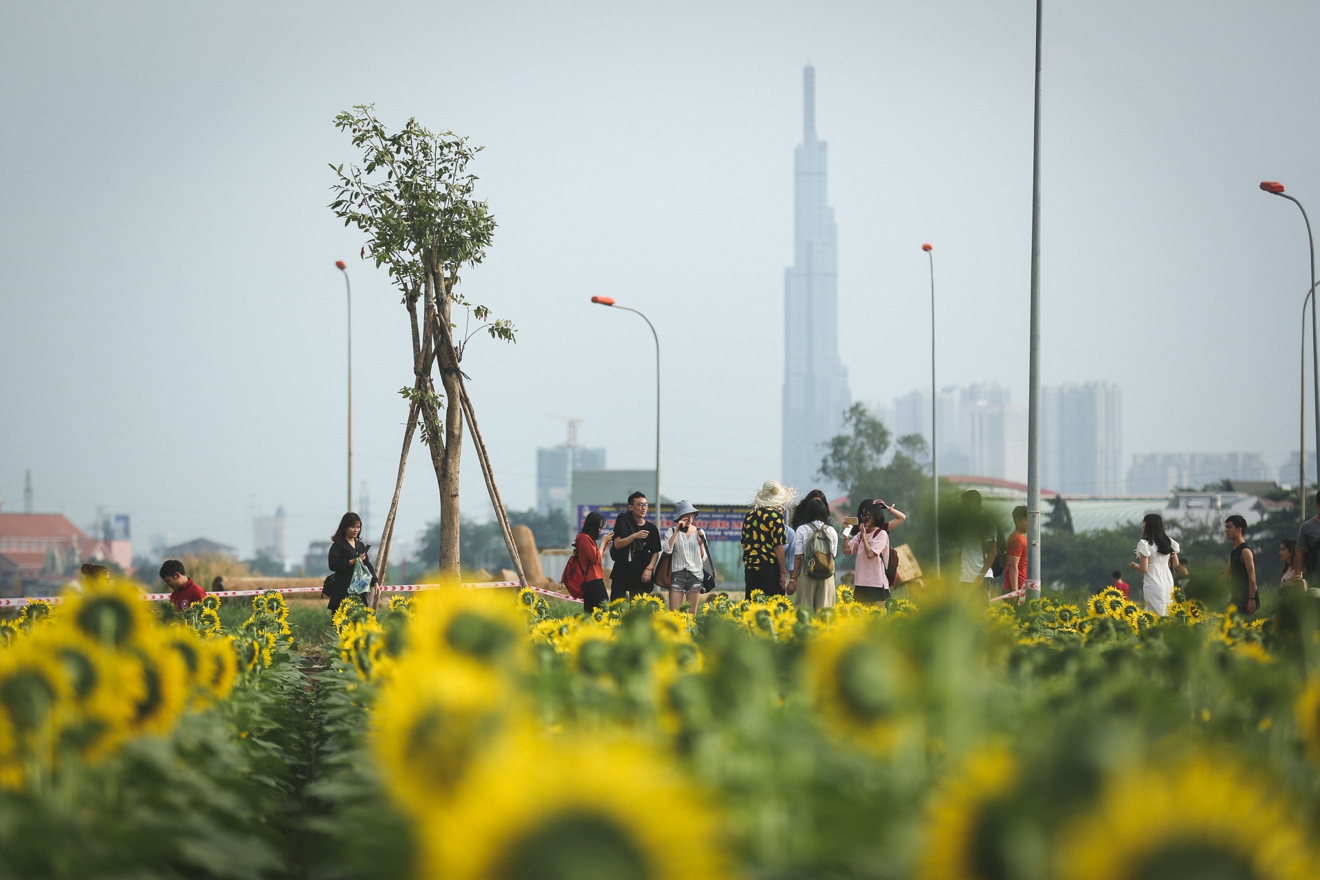 vuon hoa huong duong lon nhat sai gon anh 2