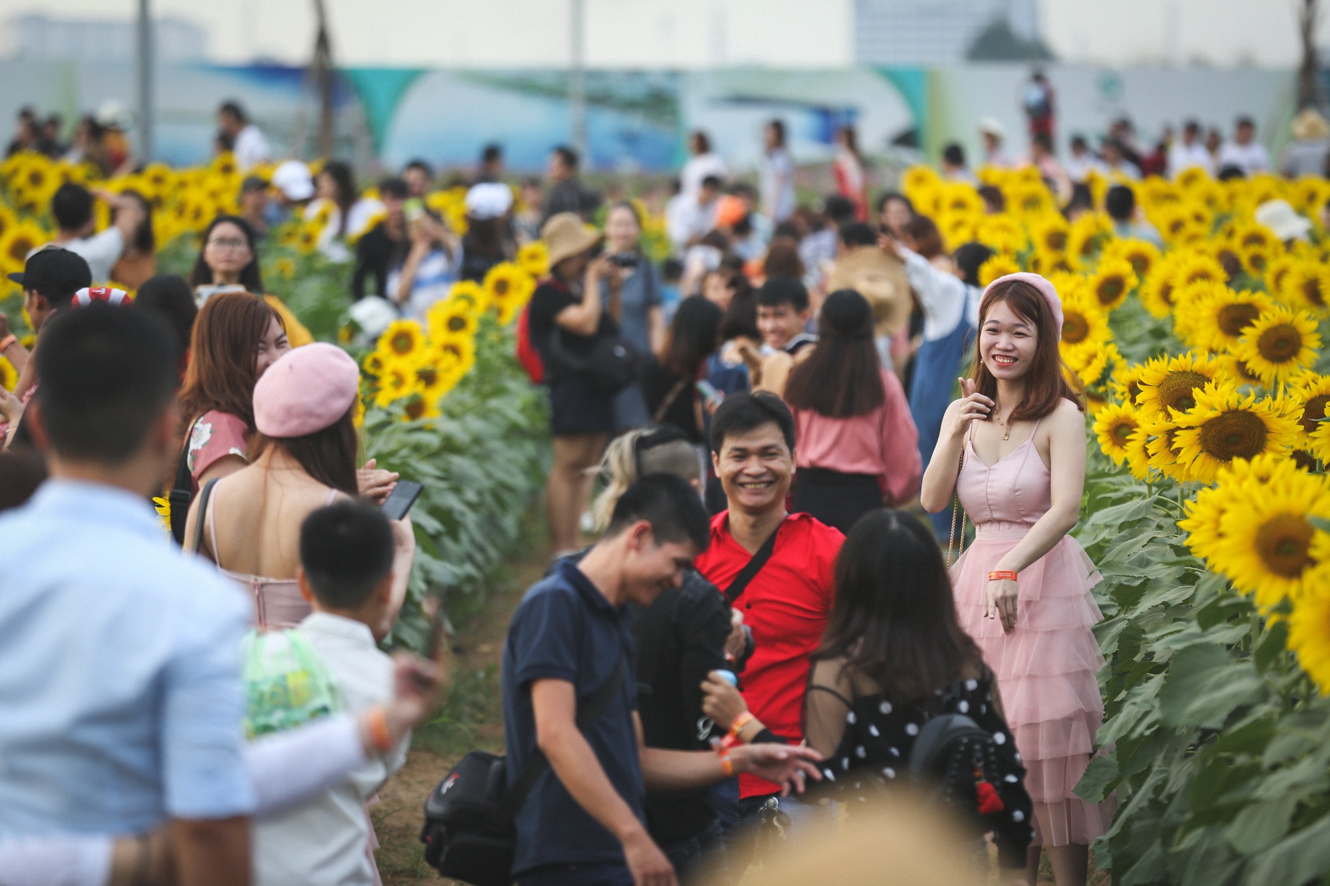 vuon hoa huong duong lon nhat sai gon anh 4