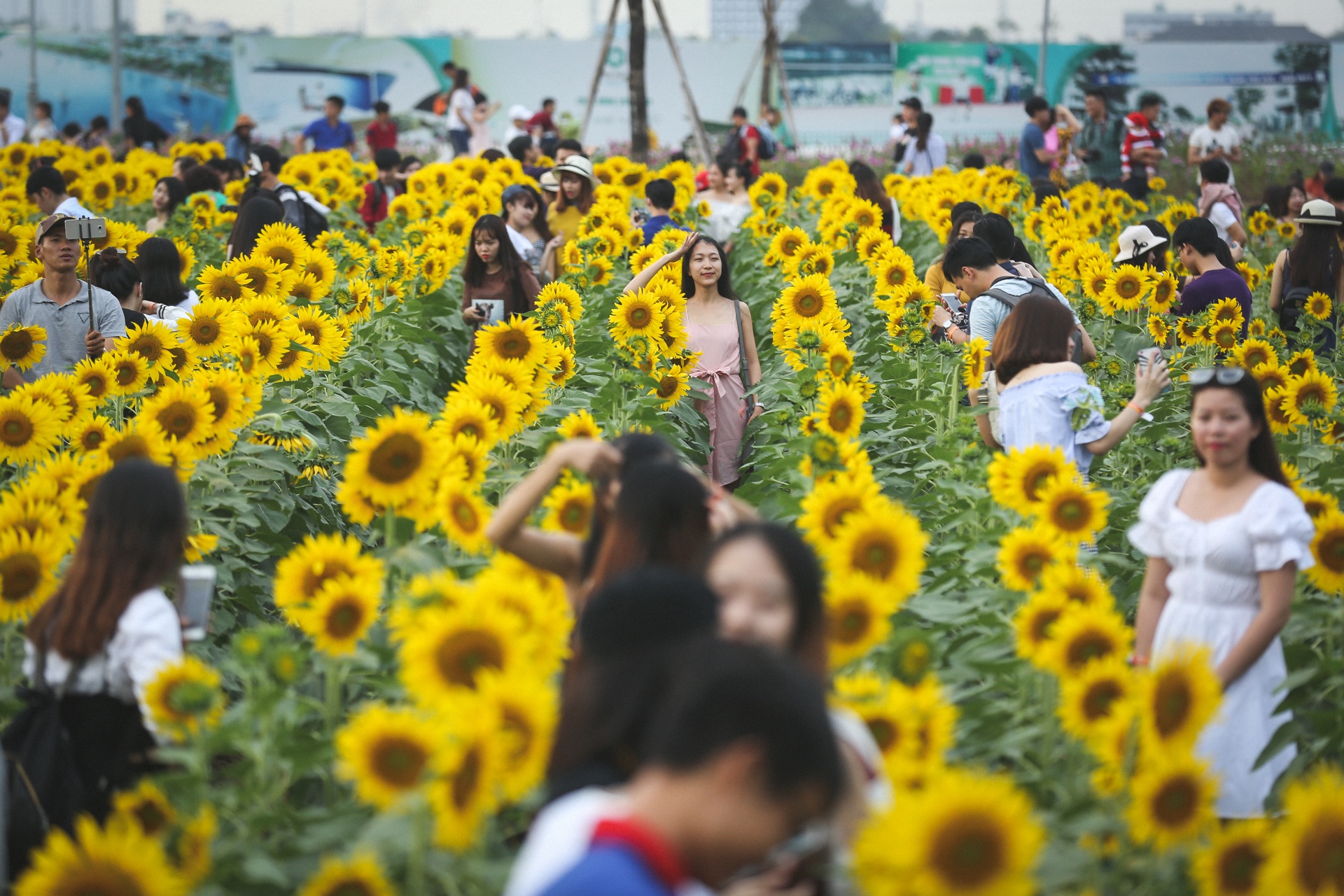 vuon hoa huong duong lon nhat sai gon anh 5