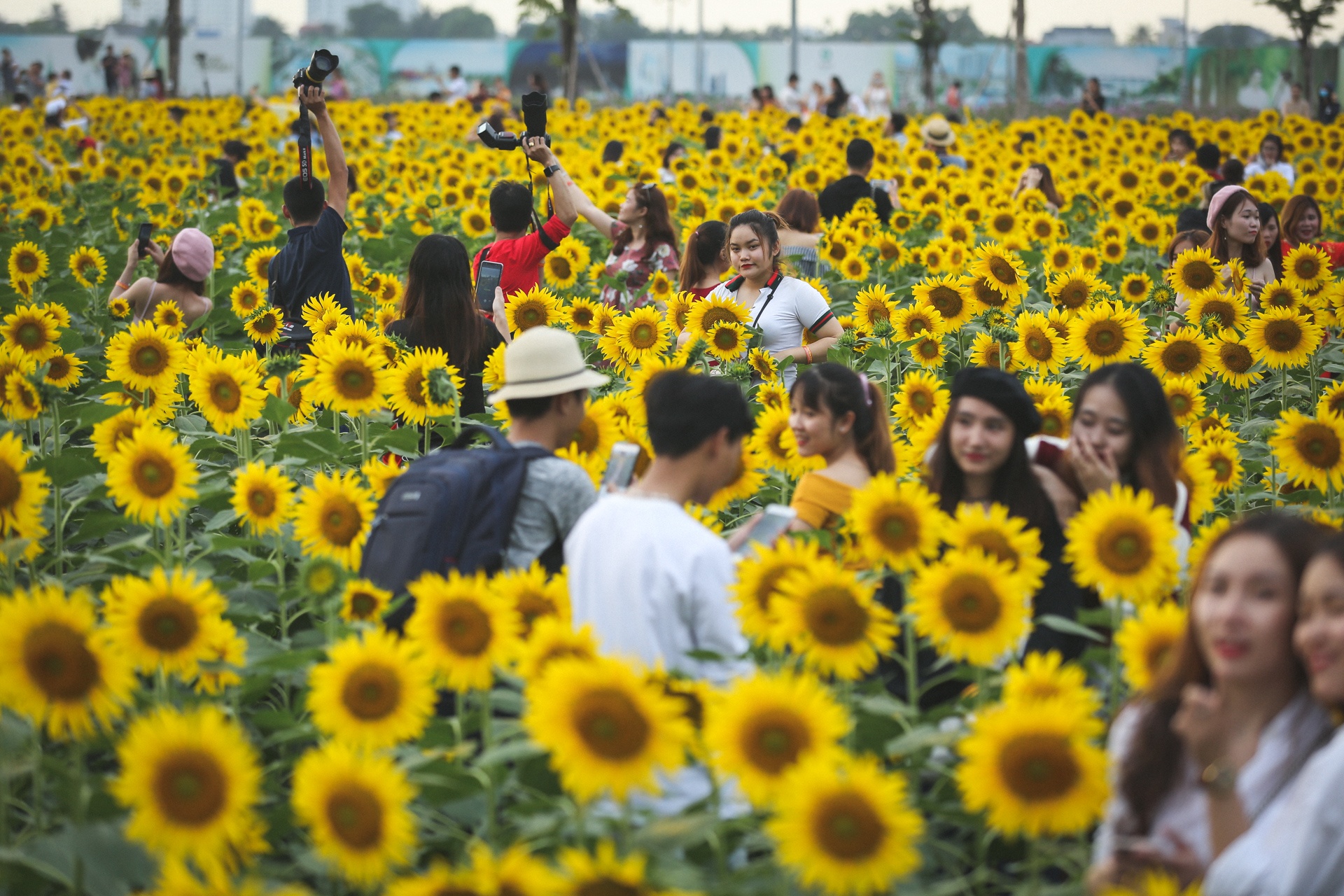 vuon hoa huong duong lon nhat sai gon anh 13