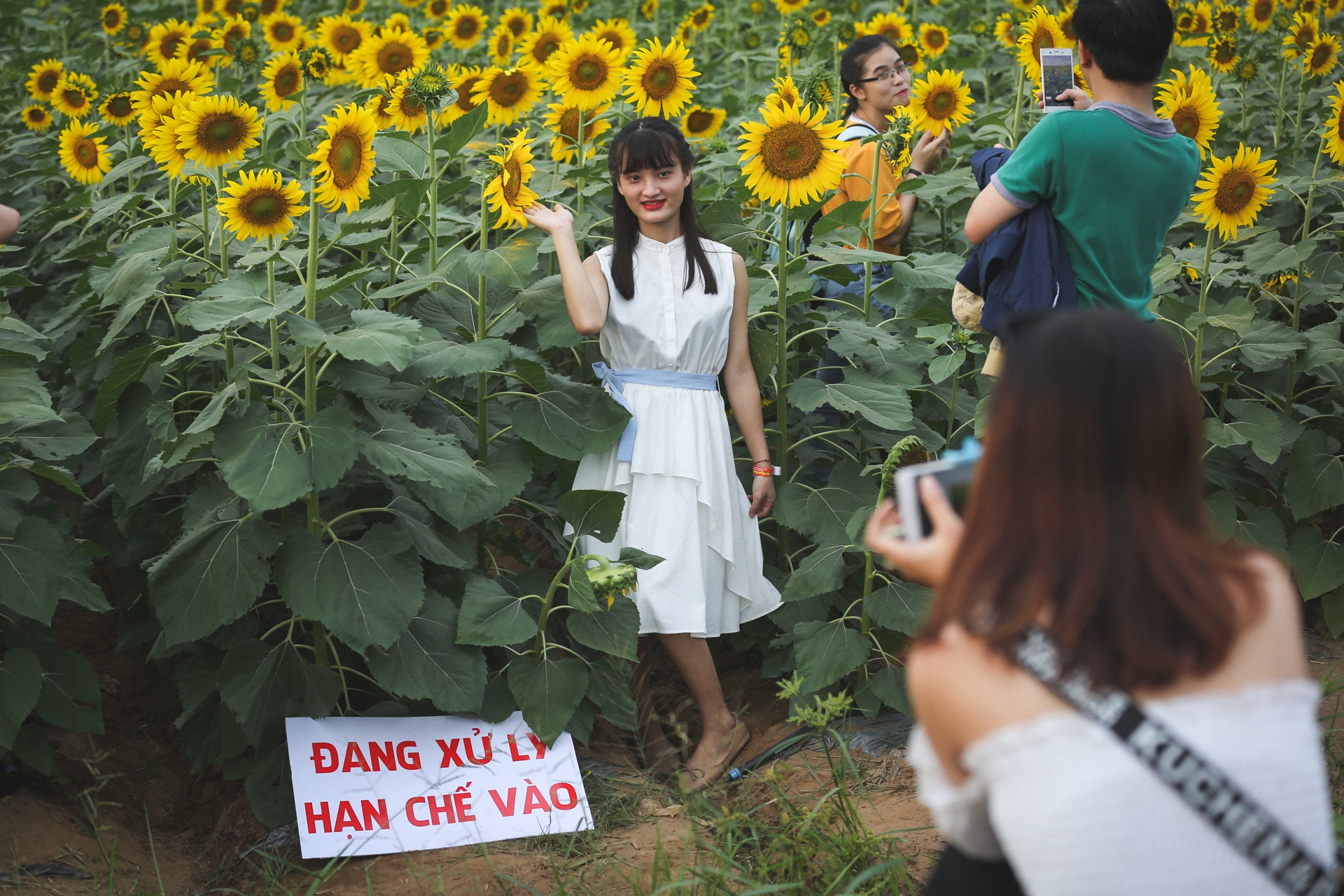 vuon hoa huong duong lon nhat sai gon anh 12