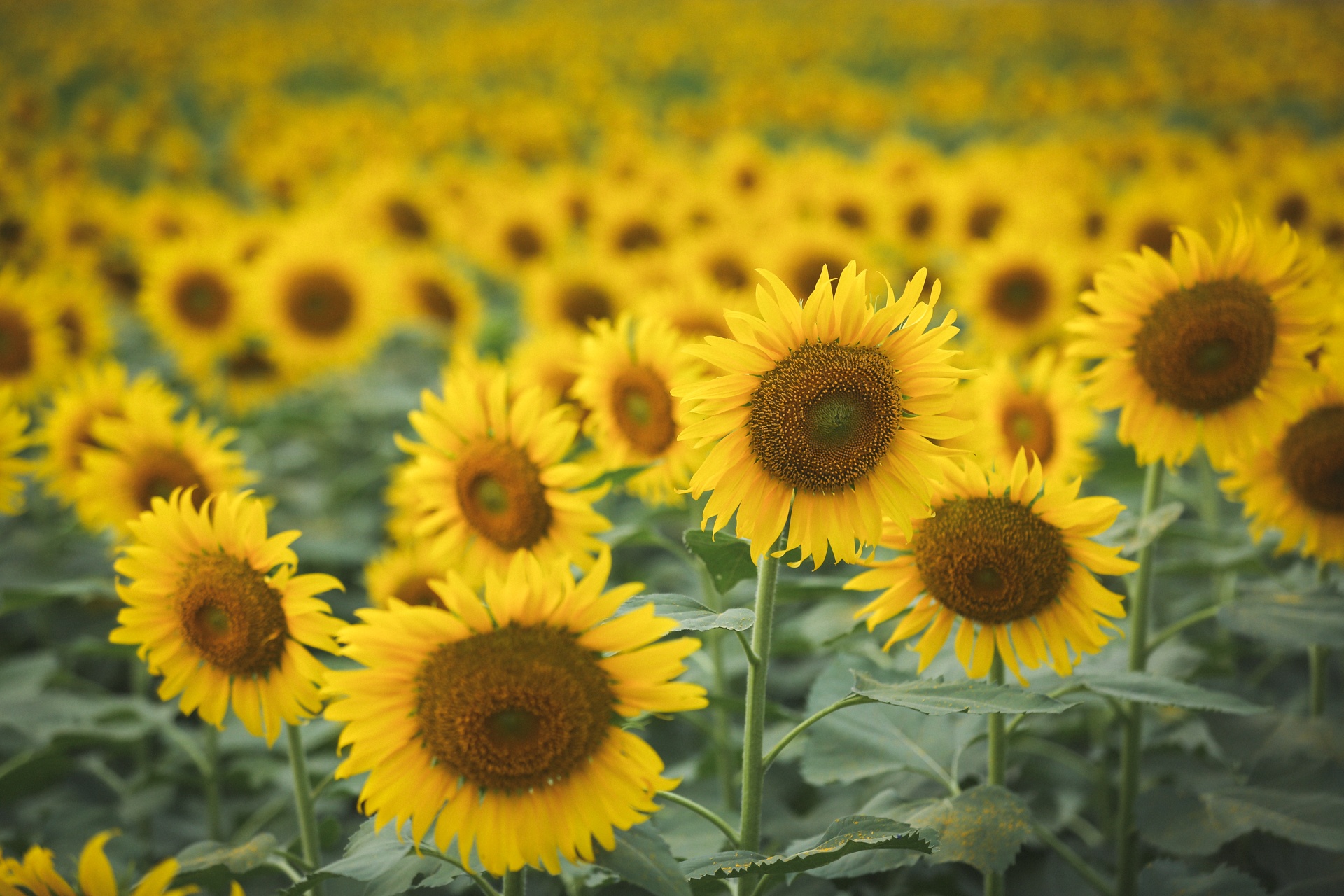 vuon hoa huong duong lon nhat sai gon anh 3