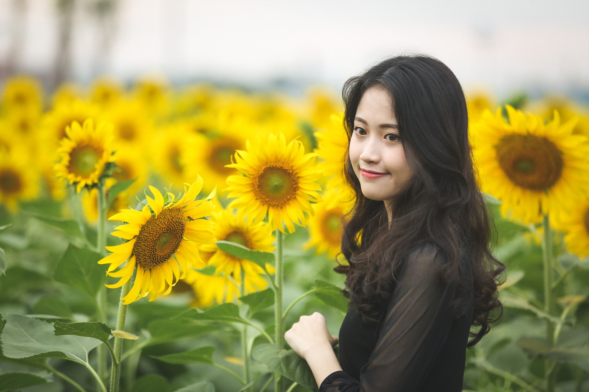 vuon hoa huong duong lon nhat sai gon anh 10