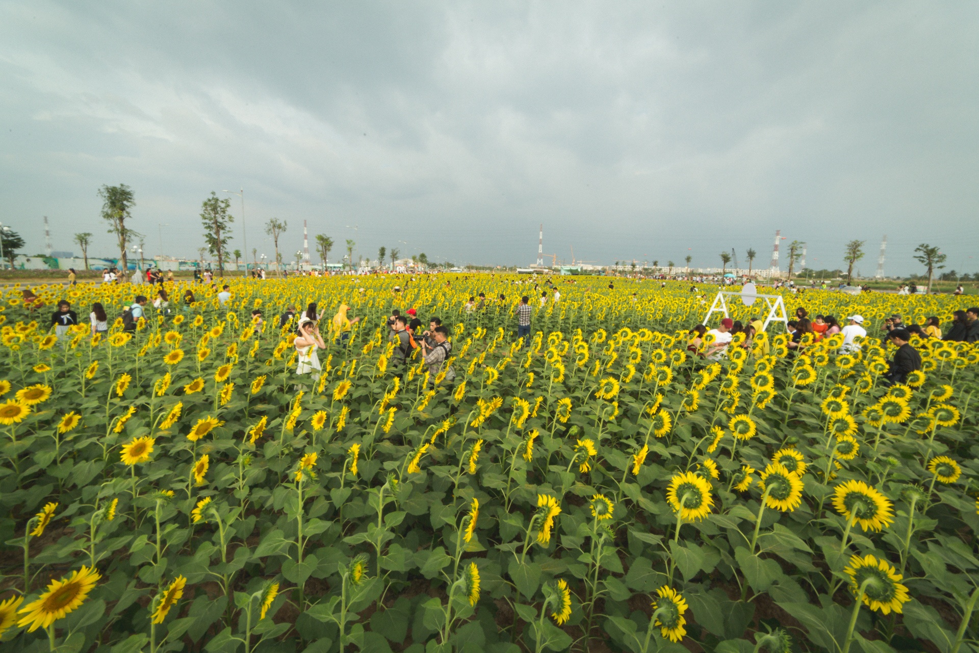 vuon hoa huong duong lon nhat sai gon anh 1