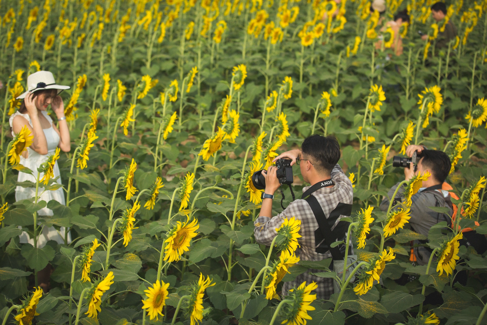 vuon hoa huong duong lon nhat sai gon anh 7