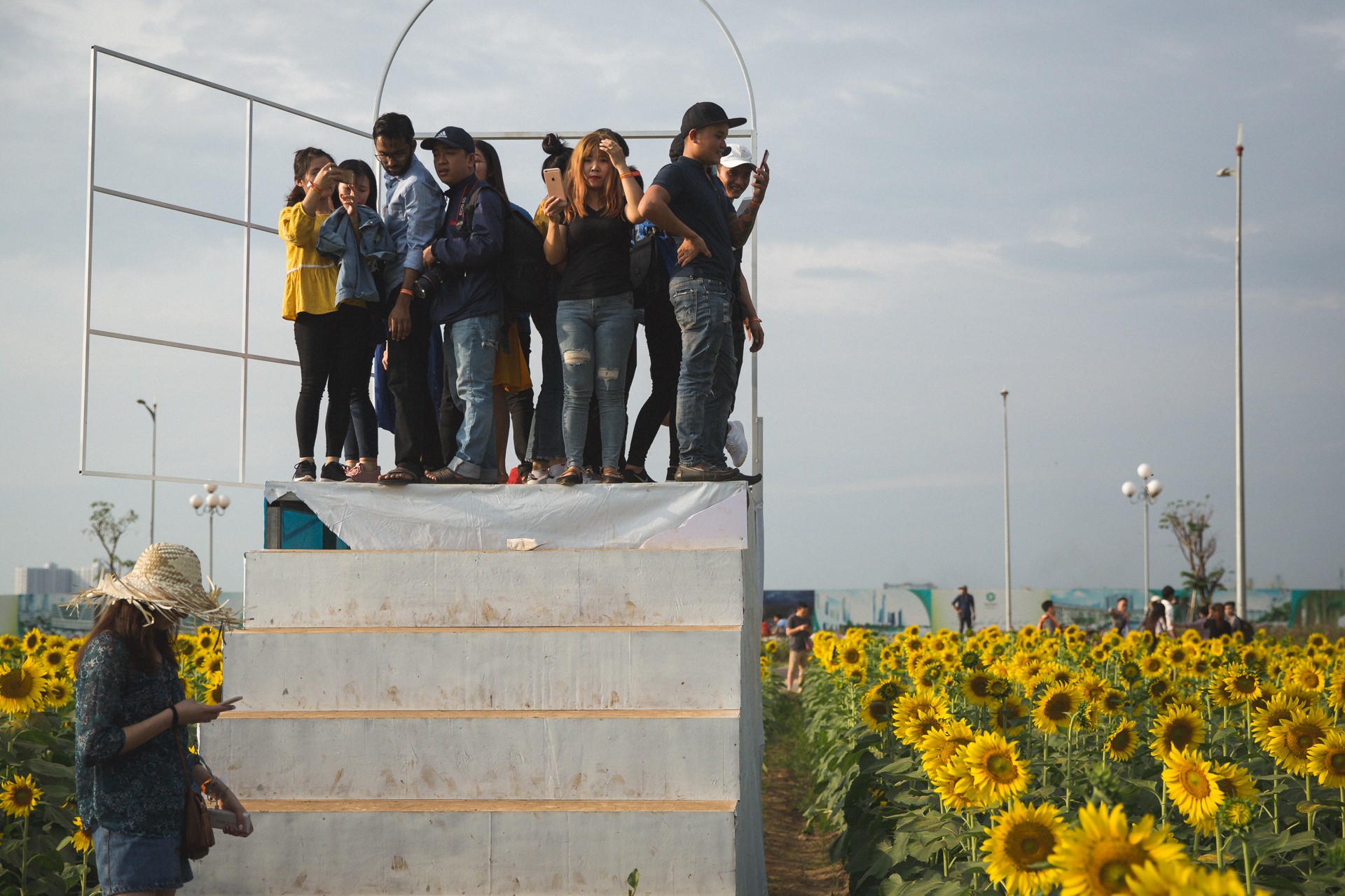 vuon hoa huong duong lon nhat sai gon anh 6