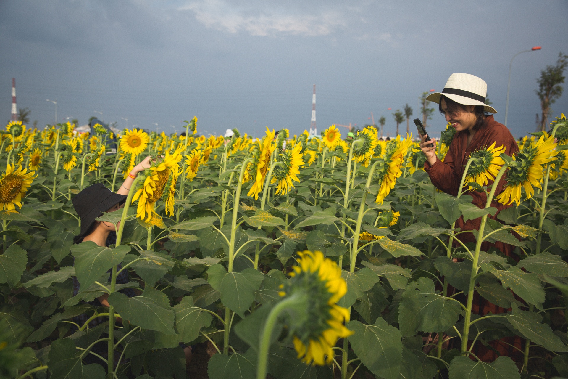 vuon hoa huong duong lon nhat sai gon anh 11