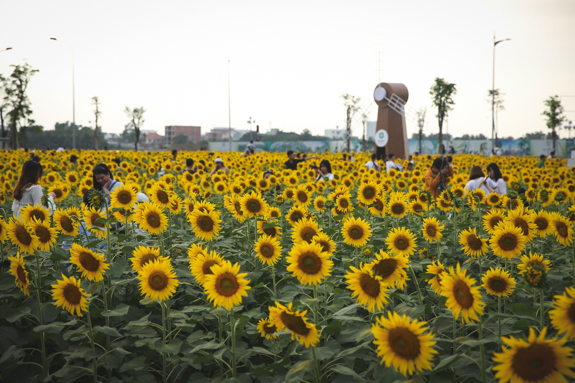 Chen chan di chup anh o vuon hoa huong duong lon nhat Sai Gon hinh anh