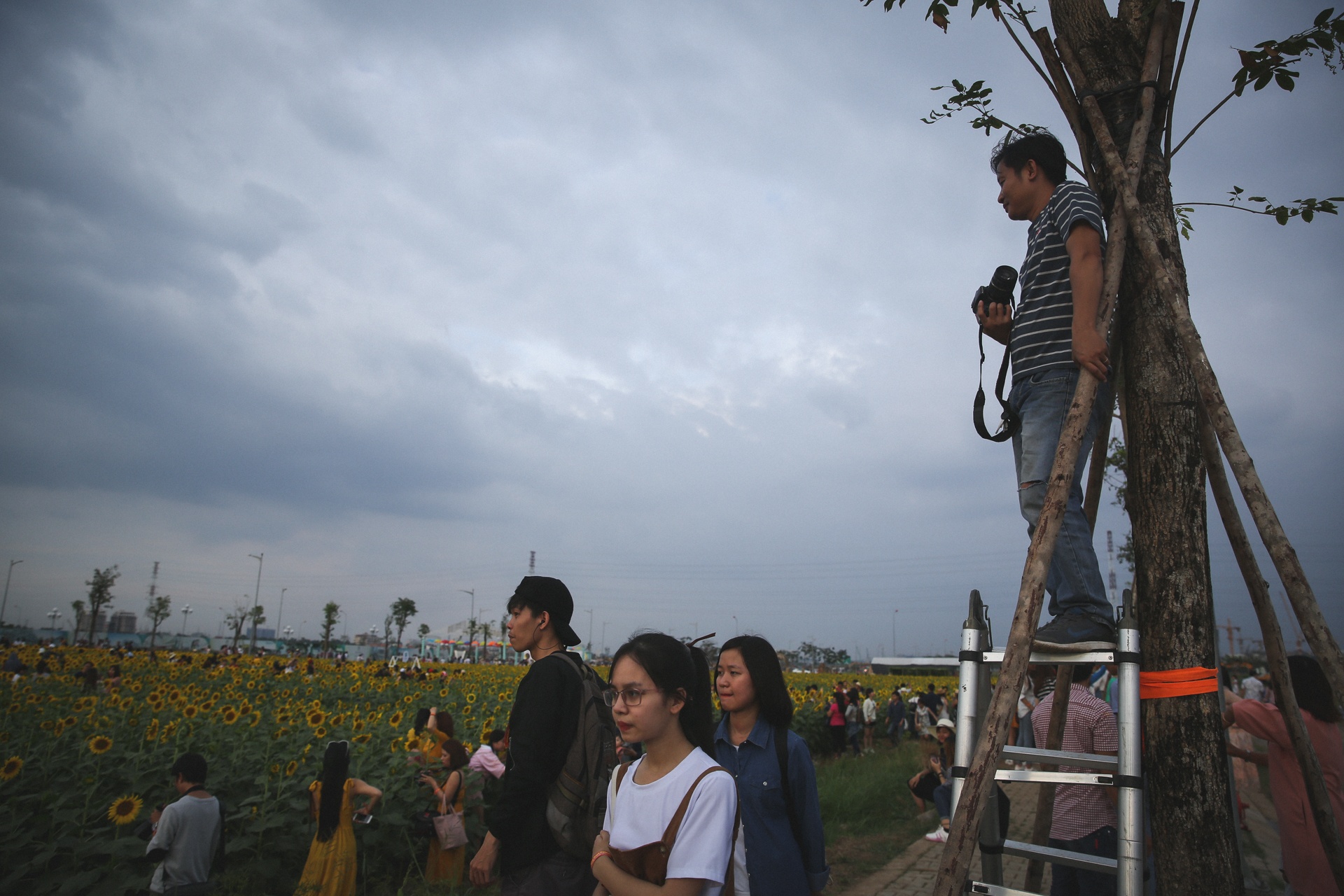 vuon hoa huong duong lon nhat sai gon anh 8