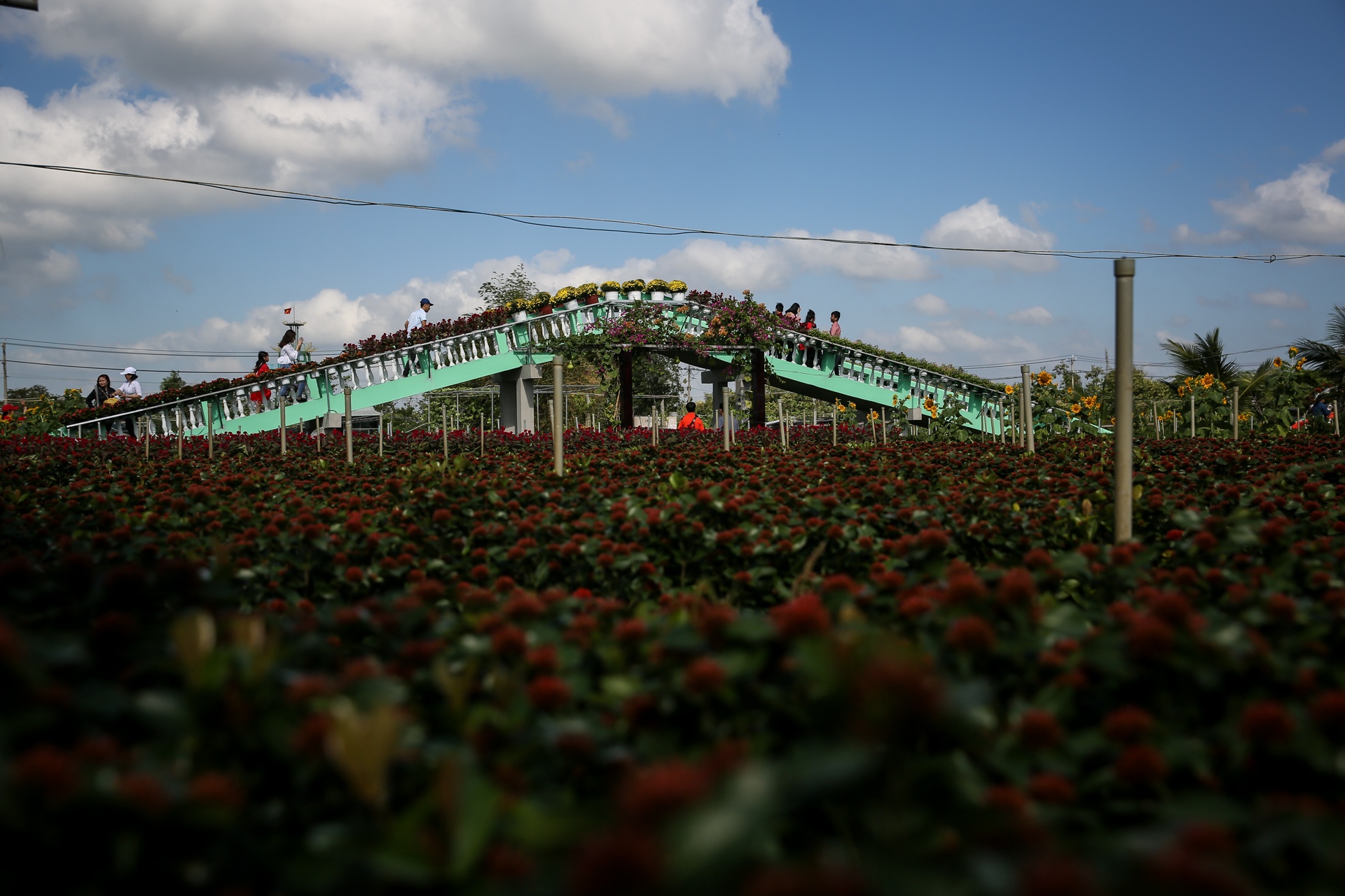 lang hoa lon nhat mien tay tat thu phi tham quan anh 10